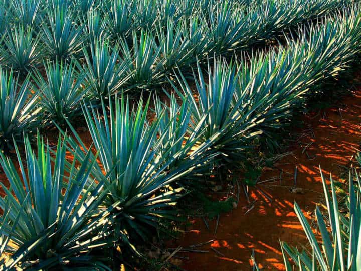 mezcal oaxaca