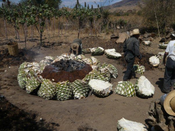 historia del mezcal