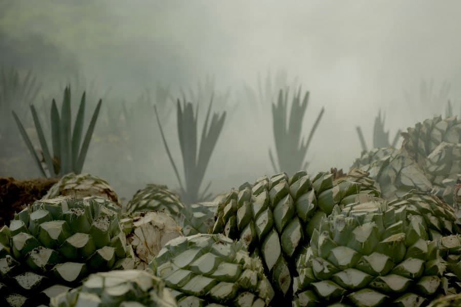 mezcal beneficios para la salud