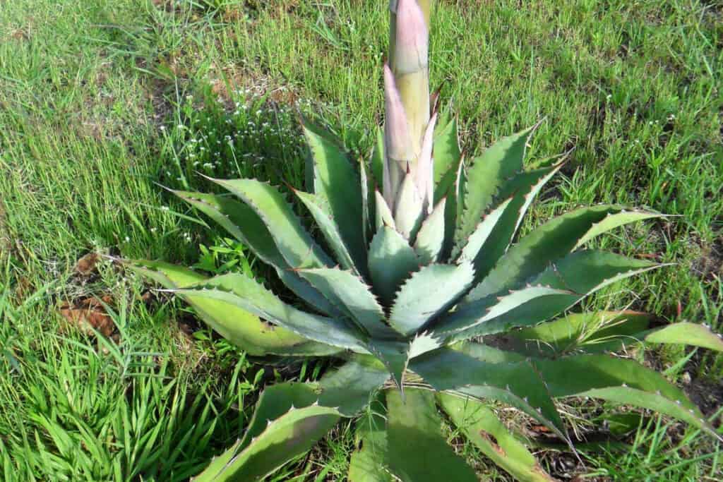 mezcal tobala marcas