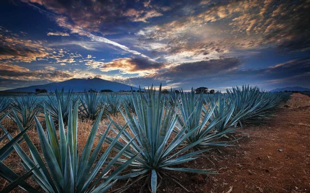 mezcal origen