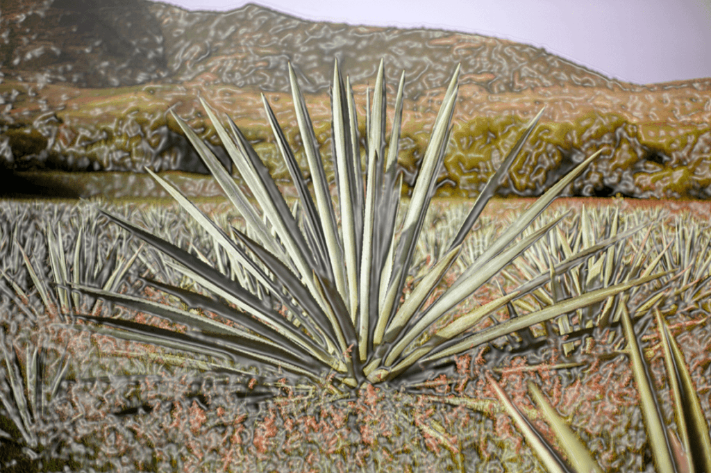 tipos de agave para mezcal