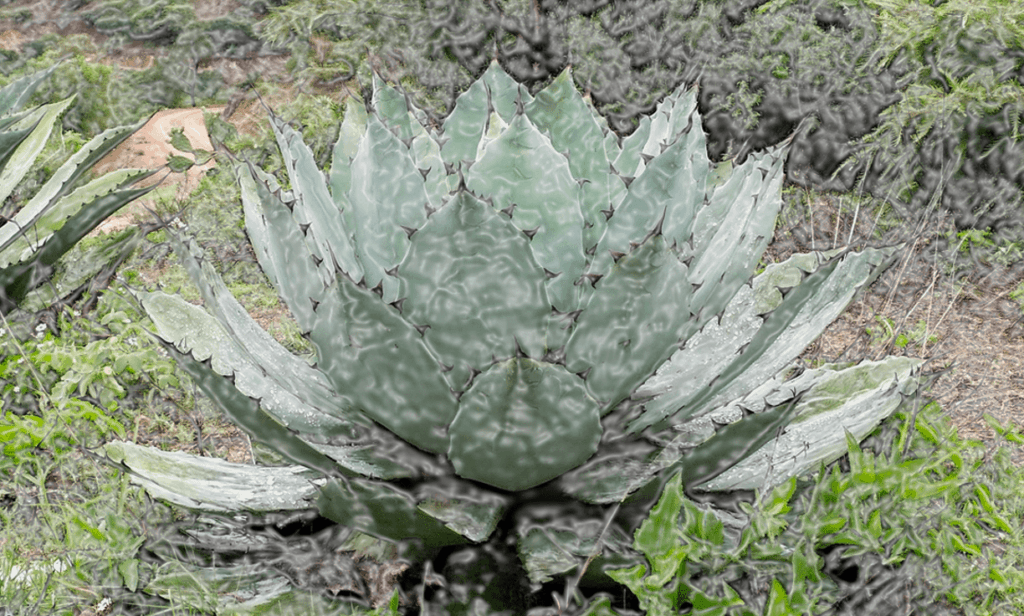 tipos de agave para el mezcal