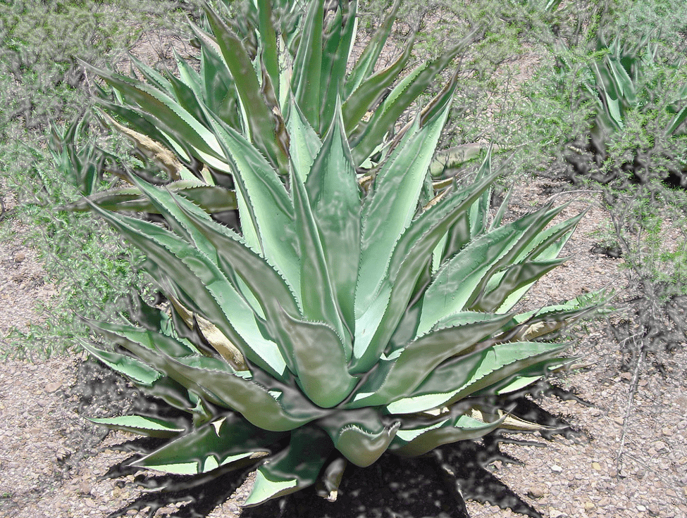 tipos de agave mezcalero