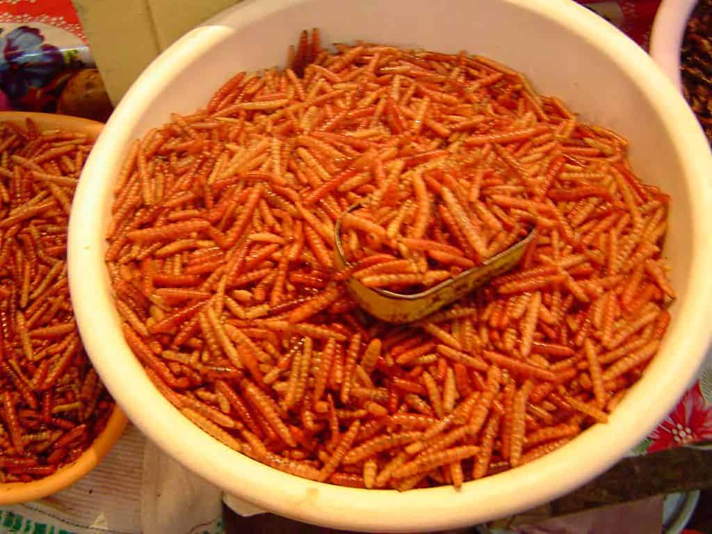 sal de gusano de maguey