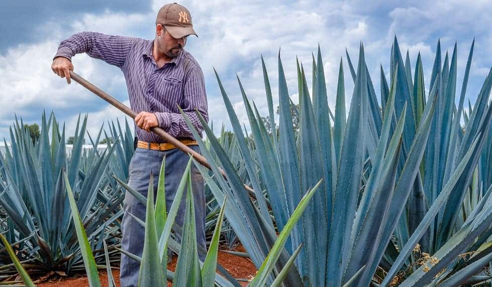 tipos de maguey