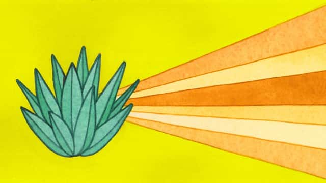 nombres de mezcales