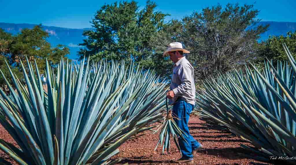 agave mezcal