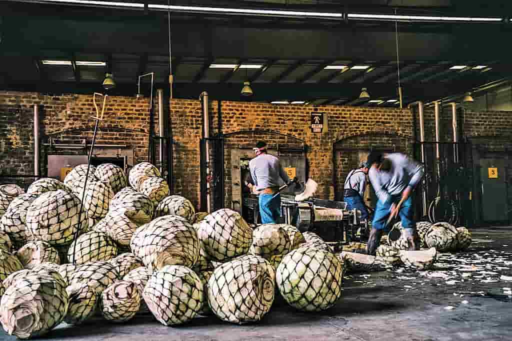 mezcal como se hace