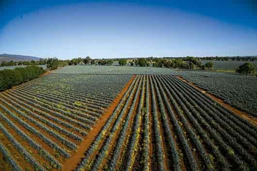 tipos de agave mezcal