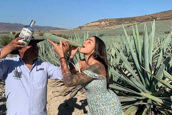 mezcal es tequila